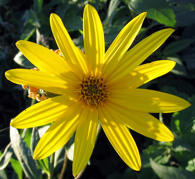 Beyond Greek Myth: Uncovering the True Origin of the Sunflower