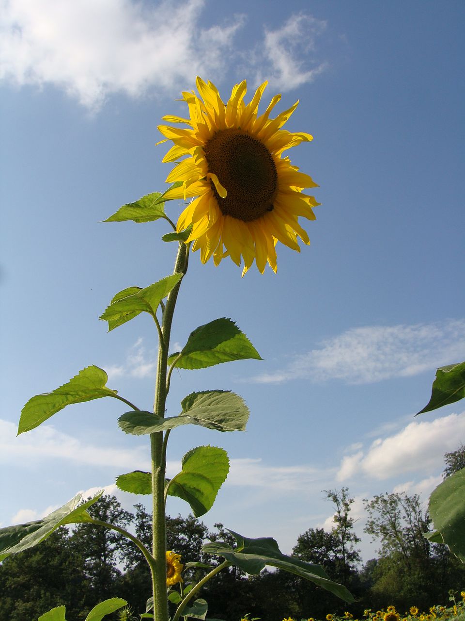 The Sunflower's American Roots: Journey from Ancient Lands to Europe